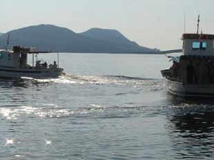 tonno-rosso-in-toscana-il-problema-della-pesca