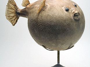 b211131923-fonderia-degli-uffizi-da-laboratorio-a-stanza-delle-meraviglie