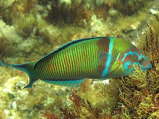 b211242153-pesce-pronto-per-la-tavola-con-la-filiera-corta