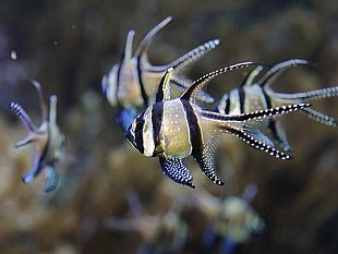 b205301543-acquario-di-livorno-nuovi-orari-per-l-estate