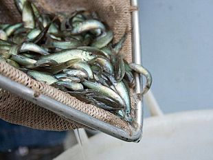 b203182102-moria-di-pesci-sulla-burlamacca