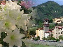 a804180951-toscana-in-fiore-a-pescia-il-19-e-20-aprile-2008