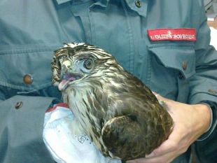 b008161524-calenzano-polizia-provinciale-salva-una-poiana