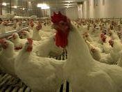 a702222351-cibo-la-sconvolgente-storia-della-produzione-globale