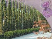 a602081526-il-bollettino-dei-pollini-per-la-toscana-un-utile-strumento-per-la-popolazione-allergica