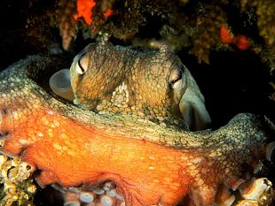 b104011449-acquario-di-livorno-riapre-al-pubblico