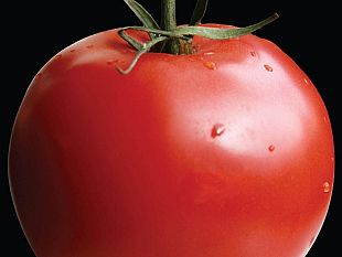 pomodoro-origine-in-etichetta-per-sughi-salse-e-concentrato