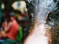 toscana-e-guerra-del-cinghiale-tra-amici-e-nemici