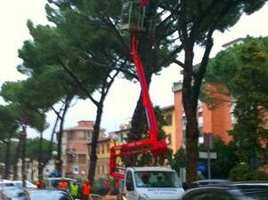 alberi-monumentali-percorso-per-la-candidatura-di-100-piante-sul-territorio