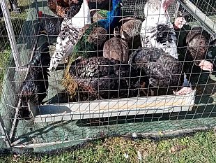 impruneta-la-fiera-del-bestiame-2023-martedi-17-ottobre