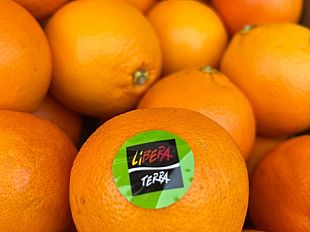 dalle-terre-confiscate-alla-mafia-le-arance-della-legalita