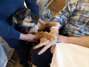 ricoverato-per-ictus-vede-il-suo-cagnolino-e-riprende-a-parlare