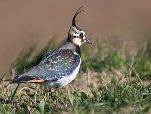 caccia-alla-pavoncella-diffida-alla-regione-toscana