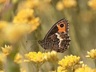 riscoperte-farfalle-che-temevamo-scomparse