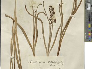 universita-di-pisa-digitalizzati-i-357mila-campioni-dellerbario