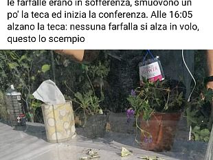 firenze-flowers-2020-polemica-per-la-morte-delle-farfalle