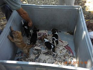 cani-venduti-online-narcotizzati-ed-inscatolati-morivano-presto