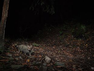 il-ritorno-del-gatto-selvatico-nellappennino-toscano