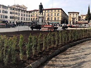 san-marco-rinasce-la-piazza-oggi-siepi-e-rose-domani-gli-olmi