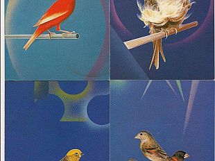 b110201909-sabato-parte-la-45-mostra-ornitologica-nazionale