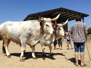 amici-della-chianina