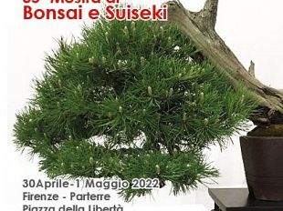 parterre-mostra-di-bonsai-e-suiseki