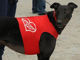 camminata-levriera-fiorentina-l11-maggio