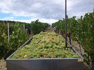 inizia-la-vendemmia-della-vernaccia-di-san-gimignano