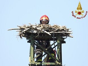 falchi-pescatori-rara-nidificazione-a-piombino