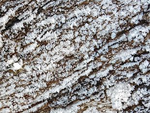 prato-lasciano-il-cane-sul-balcone-e-muore-di-freddo