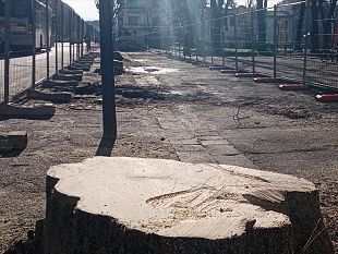 la-lega-ha-unanima-verde-allattacco-contro-il-taglio-degli-alberi
