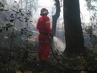 incendi-bruciata-la-notte-scorsa-la-pineta-di-capannori