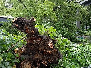 maltempo-emergenza-alberi-appello-dei-vivaisti-dalla-toscana