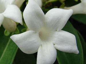 i-gelsomini-a-firenze-nel-libro-di-giovanna-zipoli