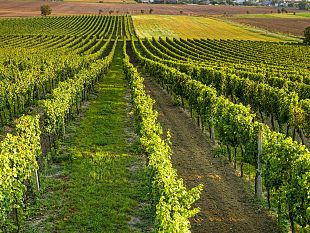 alla-vendemmia-con-unesclusiva-degustazione-di-vini-in-tenuta