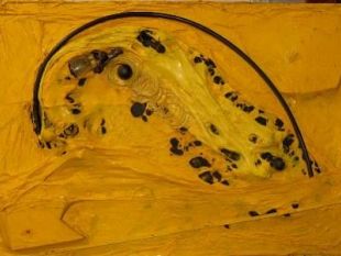 b001091812-ombra-e-luce-di-francesco-calamandrei