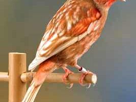 a911042345-a-firenze-la-43-mostra-ornitologica-nazionale