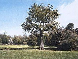 a706081257-ha-riaperto-oggi-al-pubblico-il-parco-mediceo-di-pratolino