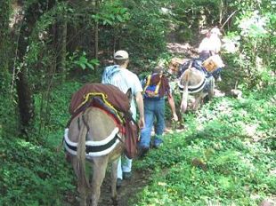 a908290021-parco-nazionale-delle-foreste-casentinesi-week-end-nella-fresca-estate