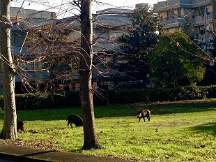 cinghiali-richiesta-proroga-per-presentazioni-domande-abbattimenti