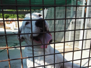 canile-del-termine-sgombero-degli-animali-tra-le-proteste