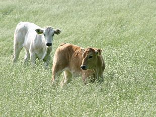acquisti-di-animali-riproduttori-prorogata-la-scadenza-del-bando