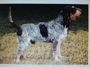 buone-notizie-e-tornato-a-casa-il-cane-che-sorride-bonheur