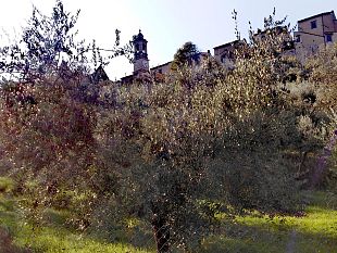 certosa-del-galluzzo-700-olivi-in-uno-scenario-dincanto