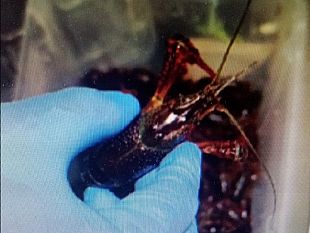 gamberi-killer-vivi-in-un-ristorante-di-prato