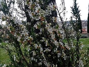 rosmarino-la-siccita-controllata-aumenta-la-resa