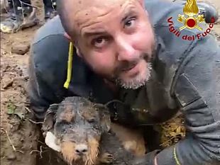 follonica-cane-cade-in-buca-profonda-salvato-dai-pompieri