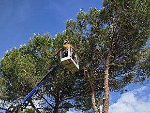 tavarnuzze-taglio-di-alberi-per-la-sicurezza-urbana