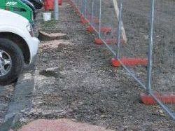 a903101429-via-buonsignori-scompare-a-firenze-un-altro-filare-di-alberi