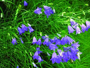 foiano-della-chiana-week-end-con-la-37a-fiera-del-fiore